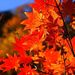 20061112_ojiragawatrip_0181